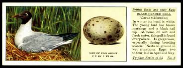 Birds And Their Eggs Pictures Typhoo Tea Card The Black Headed Gull Typhoo Animals Breeds