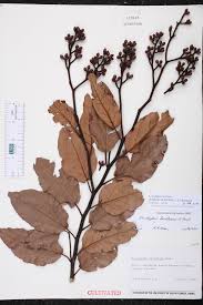 Image result for Eucalyptus torelliana