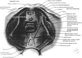Obturator Internus Muscle An Overview Sciencedirect Topics