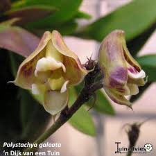 Image result for Polystachya galeata