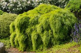 Check spelling or type a new query. Acacia Cognata Little Con Photo Royalty Free Acacia Cognata Stock Image Cfgdy02 Jpg