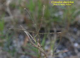 Image result for Cynodon