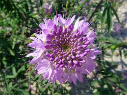 Image result for Cleome rubella