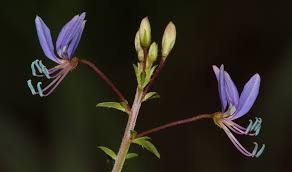 Image result for Ceratotheca integribracteata