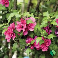 Image result for Hibiscus platycalyx