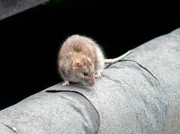 It's time to take a control — get pest control. Domestic Rats On The Rise Since Covid 19