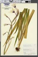 Image result for Afrosolen setifolius