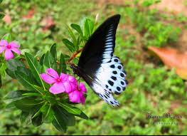 • butterfly by crazy town listen to crazy town: Beautiful Australian Betterfly Photography 21 Steemit
