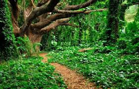 Underworld Garden Of Eden Magical Places Scenery