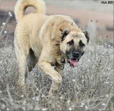Kangal