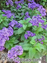 Image result for Heliotropium lineare