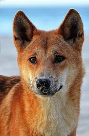 Canis Lupus Dingo Australian Native Animals Australia Animals Australian Animals