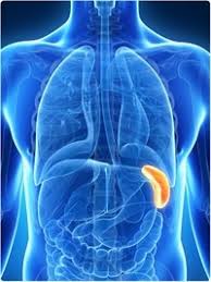 Picture of organs that sit upder left rib cage : Causes Of Spleen Pain
