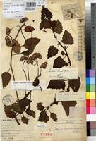 Image result for Gynura scandens