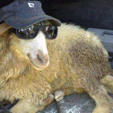 7,440 likes · 866 talking about this. Eid Ul Adha Qurbani Camel Arasmi