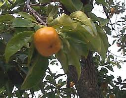 Image result for Diospyros consolatae