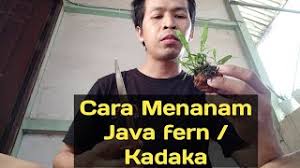 We would like to show you a description here but the site won't allow us. Cara Menanam Kadaka Java Fern How To Grow Java Fern In Aquarium Youtube