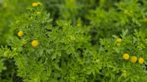 Image result for Grangea maderaspatana