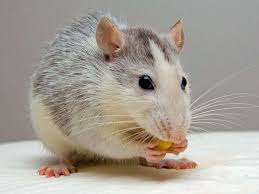 Rats also eat seeds, so store them securely. 8 Home Remedies To Get Rid Of Rats The Times Of India