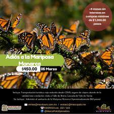 Adios Mariposa Monarca Publico Mariposa Monarca Monarcas Cascadas