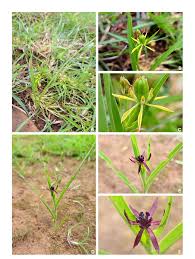 Image result for Iphigenia pauciflora