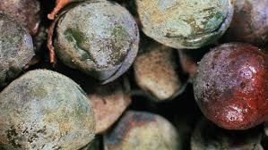 Image result for Uncinula necator