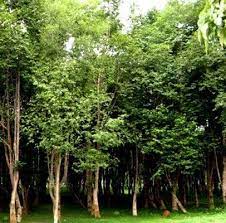 In the international market, the price goes agar wood or lapnisan plantations in the philippines. Agarwood Plantations Philippines Home Facebook