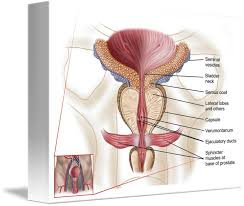 Anatomy Of Prostate Gland By Stocktrek Images