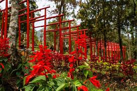 Desa macajah,tanjungbumi, bangkalan, madura pantai. Harga Tiket Masuk Dan Lokasi Sakura Hills Karanganyar Terbaru Wisatainfo