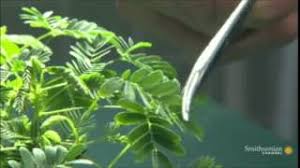 Check spelling or type a new query. Le Piante Piangono Per Aiuto 2021 Strane Notizie