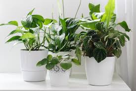 We list the best flower delivery companies in the us, and if they can't deliver near you, no one can. Ship Your Plants Abroad At Some Of The Cheapest Prices Eurosender