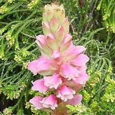 Image result for Satyrium carsonii