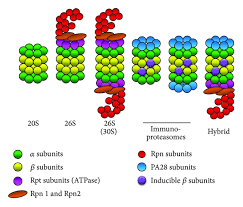 Proteasome proteasomes are large protein complexes inside all eukaryotes and archaea, as well as in some bacteria. Genetics Of Proteasome Diseases