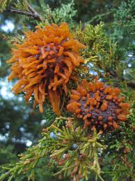 (15 m) with a 30 ft. Cedar Apple Rust