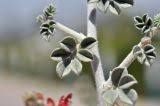 Image result for Indigofera heterotricha