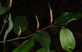 Image result for Piperaceae