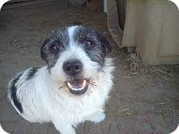 Maybe you would like to learn more about one of these? Adopt A Pet