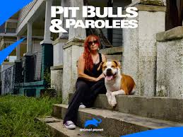 However, they are still active dogs who need daily walks. Watch Pit Bulls And Parolees Season 13 Prime Video