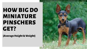 Progressive retinal atrophy causes degeneration of the eye's retina which leads to progressive vision loss and ultimately it can cause complete blindness. How Big Do Miniature Pinschers Get Average Height Weight