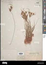 Image result for Cyperus zollingeri