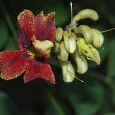 Image result for Markhamia zanzibarica