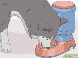 To learn more about pets and pet travel, check out the links on the next page. 3 Easy Ways To Travel A Long Distance With A Dog Wikihow