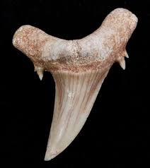 Tiger shark have rows of serrated teeth which makes them perfect predator in the sea. Striatolamia Extinct Sand Tiger Shark Tooth Eocene Shark Teeth Shark Tiger Shark