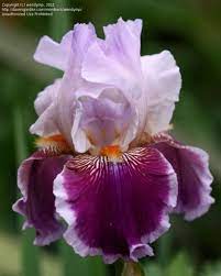 Pin On Z Flowers
