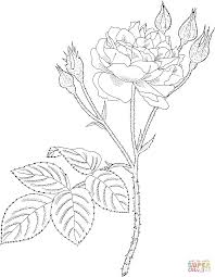 Communis Or Common Moss Or Old Pink Moss Rose Rose Coloring Pages Garden Coloring Pages Flower Coloring Pages