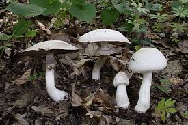 Image result for z p%u0159ednice jedovat 