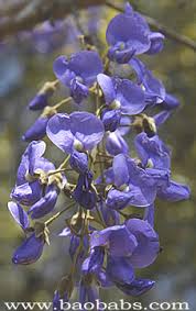 Image result for Bolusanthus speciosus