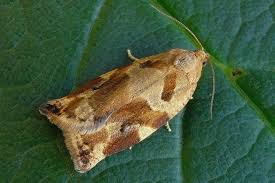 Image result for Archips rosanus