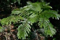 Image result for Newtonia buchananii