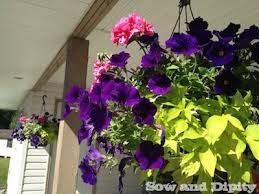 Even perennial plants that grow back year after year will need to be replaced or significantly pruned in order to continue growing in a hanging basket after one season. Hanging Baskets That Last All Summer Long